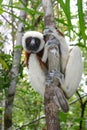 Coquerel sifaka