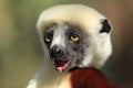 Coquerel sifaka