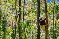 Coquerel Sifaka in its natural environment in a national park on the island of Madagascar Royalty Free Stock Photo