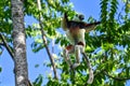 Coquerel sifaka lemur Propithecus coquereli Ã¢â¬â portrait, Madagascar nature