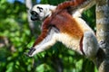 Coquerel sifaka lemur Propithecus coquereli Ã¢â¬â portrait, Madagascar nature