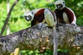 Coquerel sifaka lemur Propithecus coquereli Ã¢â¬â portrait, Madagascar nature