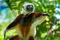 Coquerel sifaka lemur Propithecus coquereli Ã¢â¬â portrait, Madagascar nature
