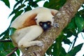 Coquerel sifaka lemur Propithecus coquereli Ã¢â¬â portrait, Madagascar nature Royalty Free Stock Photo