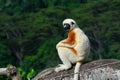 Coquerel sifaka lemur Propithecus coquereli Ã¢â¬â portrait, Madagascar nature