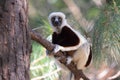 Coquerel sifaka Royalty Free Stock Photo