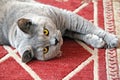 Coquettish cat Royalty Free Stock Photo