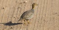 Coqui francolin crossing dirt road with care
