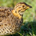 Coqui Francolin Female Portrait