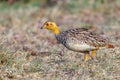 Coqui Francolin Male Running