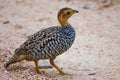 Coqui francolin (Peliperdix coqui)