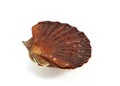 COQUILLE SAINT JACQUES Royalty Free Stock Photo