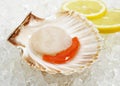 COQUILLE SAINT JACQUES Royalty Free Stock Photo