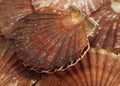 COQUILLE SAINT JACQUES Royalty Free Stock Photo