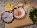 Coquilles Saint-Jacques Royalty Free Stock Photo