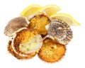 Coquilles St Jacques Royalty Free Stock Photo