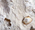 Coquina background old fossil Royalty Free Stock Photo