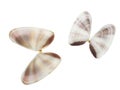 Coquina butterfly shells isolated on white Royalty Free Stock Photo