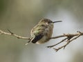 Cora hummingbird sleeping on a branch