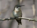 Cora hummingbird sleeping on a branch