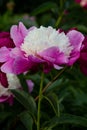 Cora Stubbs candy pink flower peony lactiflora in summer garden, close-up