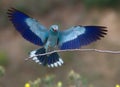 Coracias garrulus Royalty Free Stock Photo