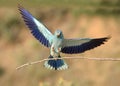 Coracias garrulus