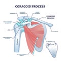 Coracoid process with anatomical osseous skeletal structure outline diagram Royalty Free Stock Photo