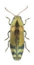 Coraebus fasciatus