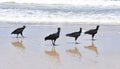 Coragyps atratus black american vulture on beach Royalty Free Stock Photo