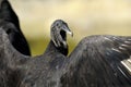 Coragyps atratus, black vulture Royalty Free Stock Photo