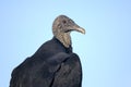 Coragyps atratus, black vulture Royalty Free Stock Photo