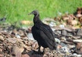 A Coragyps atratus (black vulture) and the garbage dump Royalty Free Stock Photo