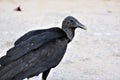 Coragyps atratus commonly known as an American Black Vulture or Corbeau Royalty Free Stock Photo