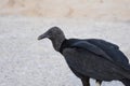 Coragyps atratus commonly known as an American Black Vulture or Corbeau Royalty Free Stock Photo