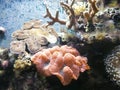 Coral Royalty Free Stock Photo