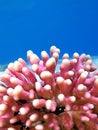 Coral Royalty Free Stock Photo