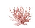 Coral Royalty Free Stock Photo