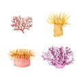 Coral and actinia watercolor painted image set. Hand drawn beautiful coral and sea anemone collection. Colorful tropical sea life