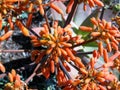 Coral Aloe or Aloe striata flowers closeup