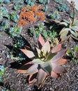 Coral Aloe or Aloe striata plant with coral-red flowers.