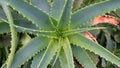 Coral aloe shot from above