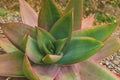 Coral Aloe Aloe striata close up