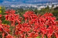 Coral Aloe Succulent flower plant
