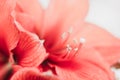 Coral amaryllis close up on white background.