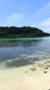 Tropical reef beach in raja ampat with forest in the front and clear water