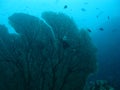 Coral in the Andaman Sea.