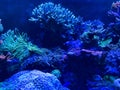 coral and anemone inside coral reef aquarium tank with fishes Royalty Free Stock Photo