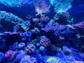 coral and anemone inside coral reef aquarium tank with fishes Royalty Free Stock Photo