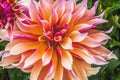 Coral Apricot Pink Rose Labyrinth Dahlia Blooming Macro